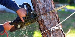 Best Tree Fertilization Services  in Labasas, CA